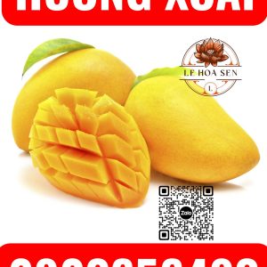 HƯƠNG XOÀI