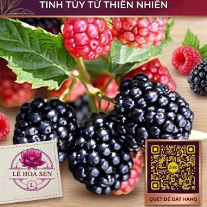 Alternative view of HƯƠNG DÂU RỪNG (FOREST FRUITS FLAVOUR)